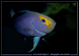 Just love the faces they have... Soap Fish in the waters ... by Michel Lonfat 